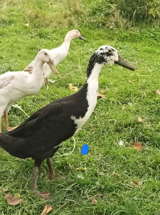 Kaczki biegus indyjski