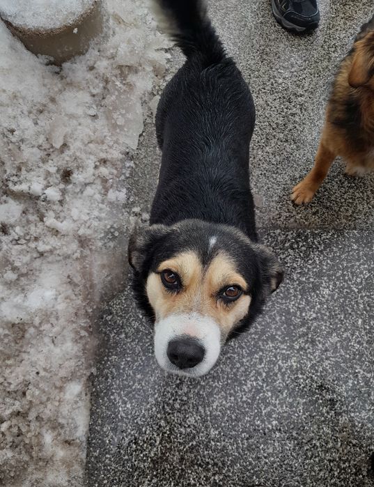 Uroczy piesek szuka domu