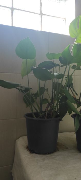 Монстеры два вида