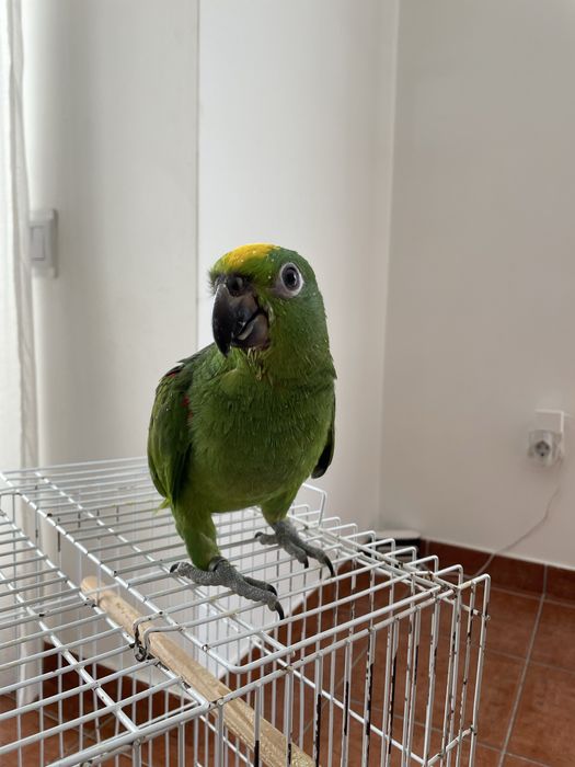 Papagaios amazonas ochrocephalas domesticados