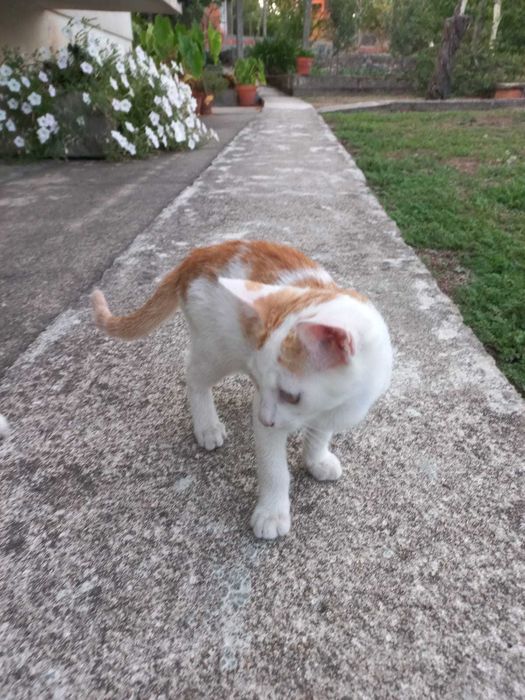 Gatinhos para Adoção Responsável