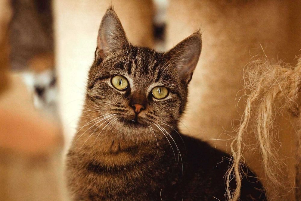 Grafit kot do spokojnego i cierpliwego domu do adopcji ze schroniska