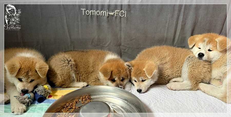 MAJIME GO czerwona dziewczynka-AKITA rodowód FCI i AKIHO