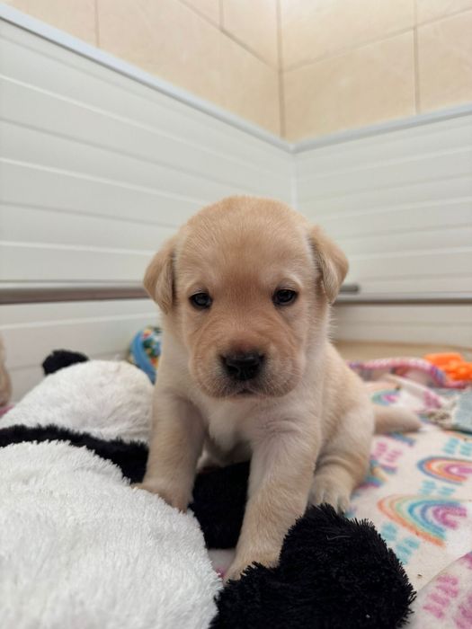 Labrador Retriever - Cachorrinho disponível (LOP + Afixo)