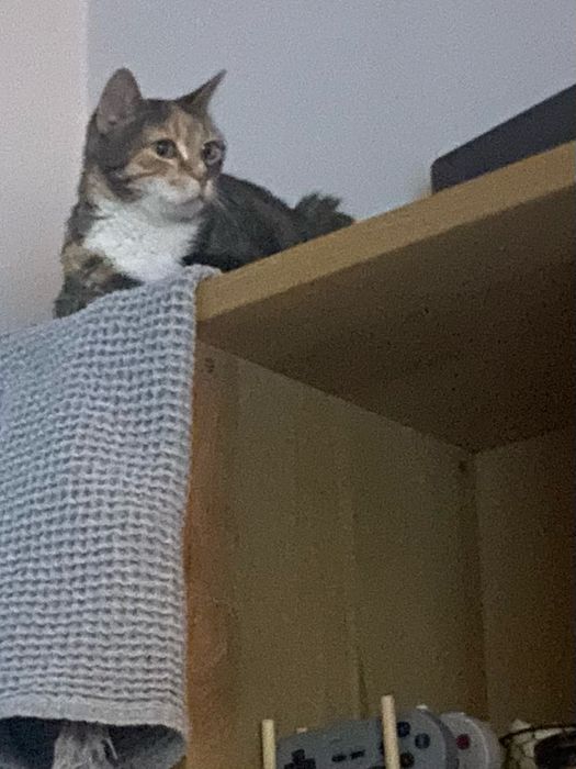 Dog Walking Hotel Familiar para Cães e Gatos Pet Sitting