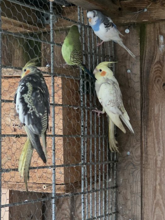 Sprzedam papugi nimfy