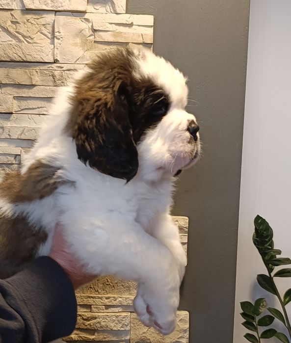 Bernardyn długowłosy suczka ZKwP FCI