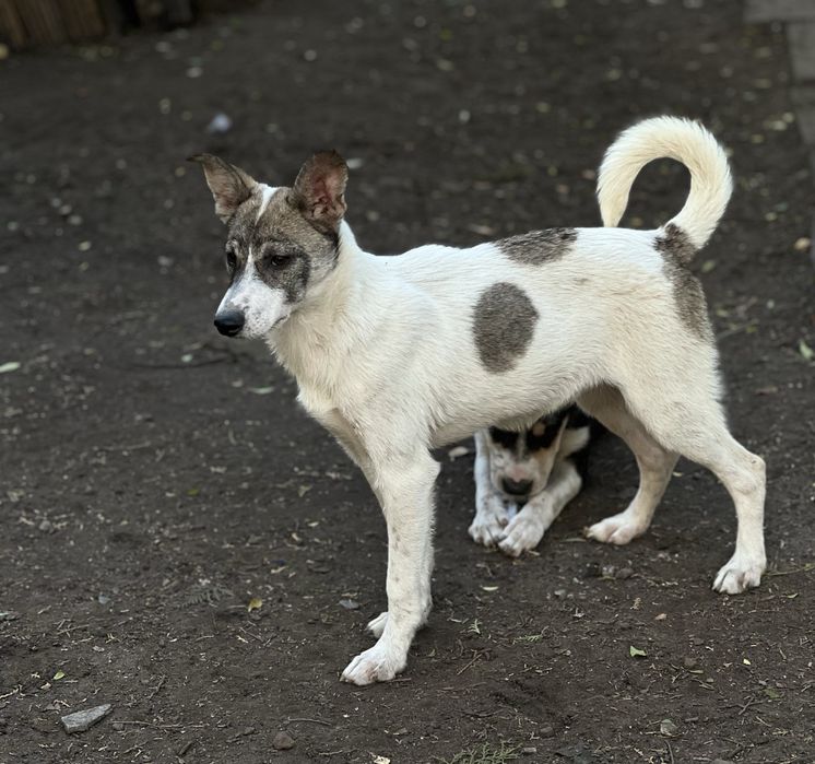 Щенок девочка Бровка