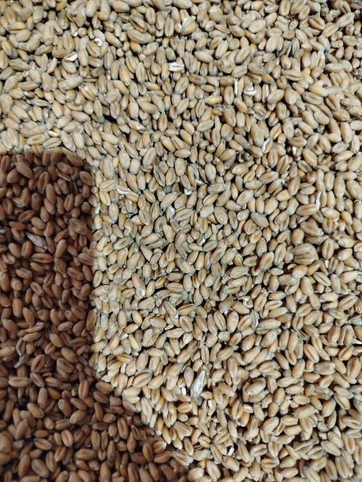 Pszenica zbiór 2025 oferujemy transport