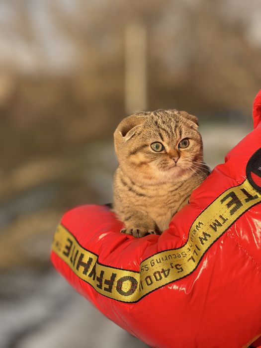 Золоте диво шукає свою родину