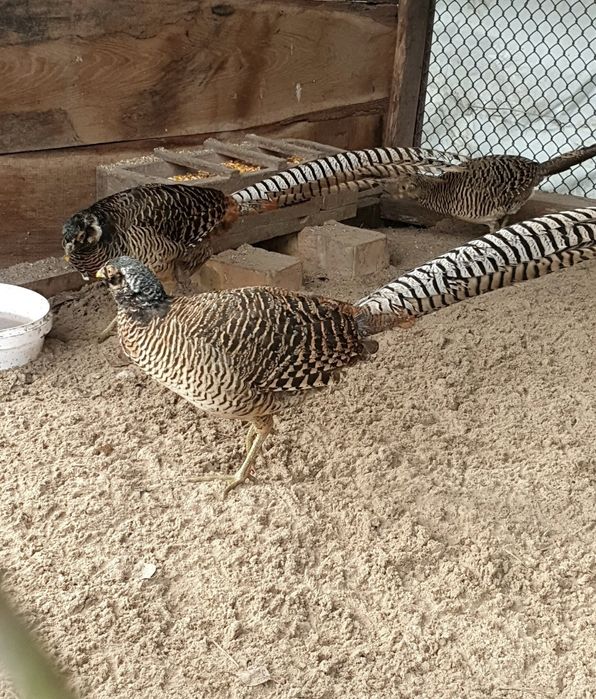 Продам фазана ушастого