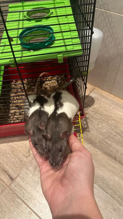 Sprzedam dwie samiczki szczurków.