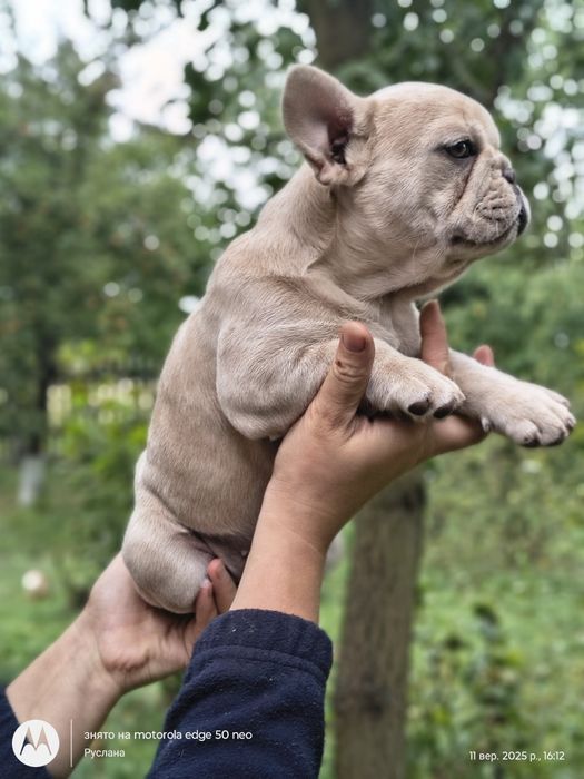 Дівчинка з ізютинкою француз