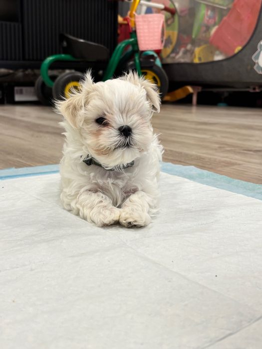 Maltańczyki Zhpr Uci