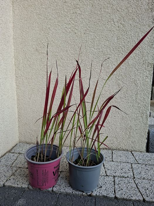 Trawa Imperata Red Baron