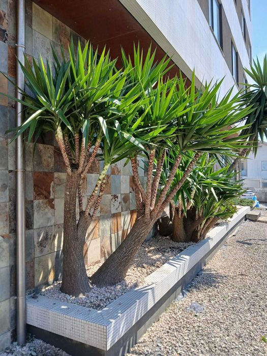 Serviços de Jardinagem (Manutenção e Construção de Jardins)