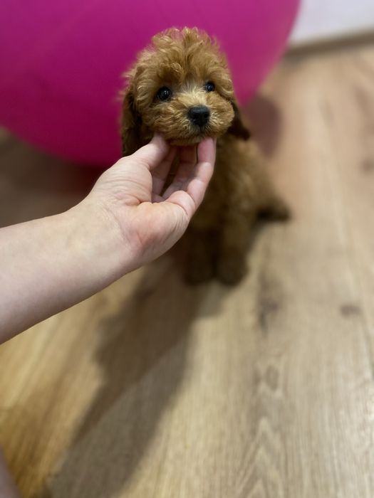 Кукольная девочка мальтипу мини формата