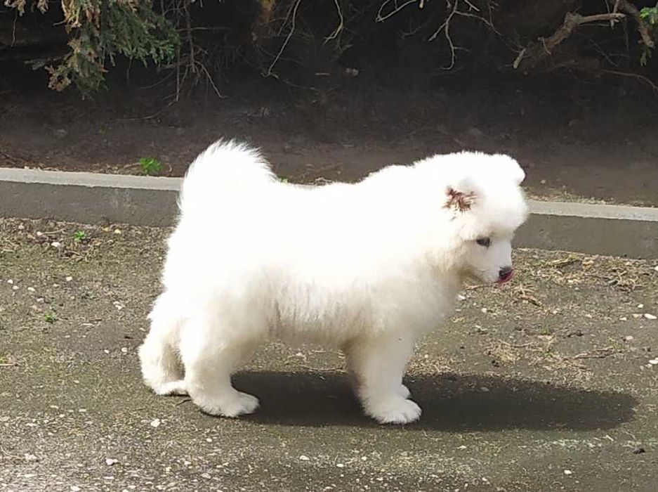Samoyed - FCI - piękna suczka
