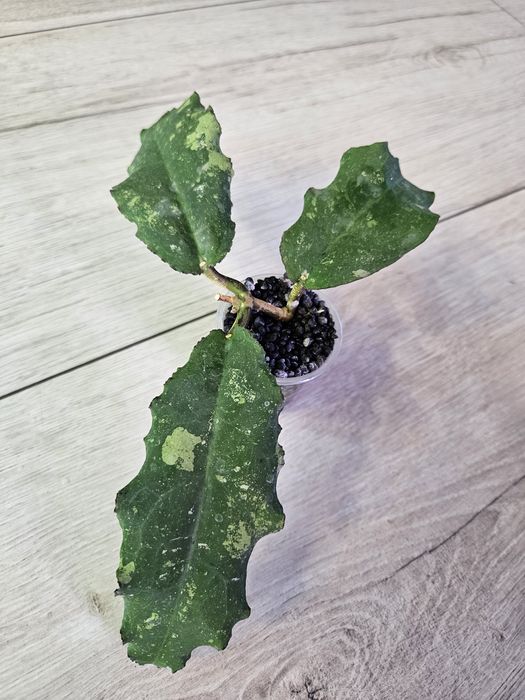 Hoya undulata Black