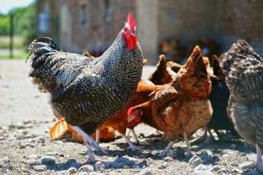 Яйця  в інкубатор - ФОКСИ ЧИК