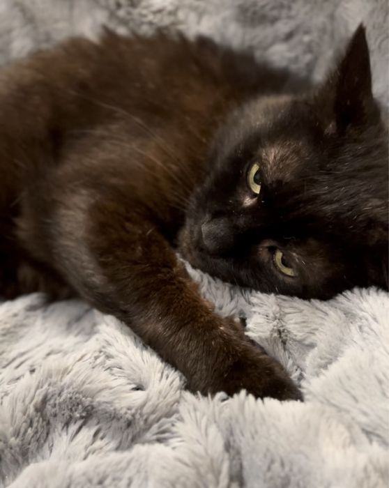 Uroczy kocurek Bamboo szuka domku