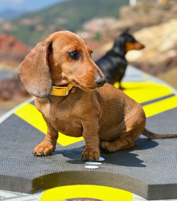 Руді і чорнопідпалий таксята.