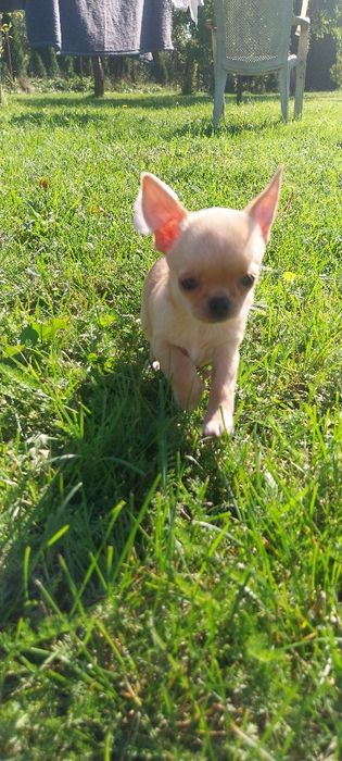 Chihuahua dziewczyneczka ZKWP