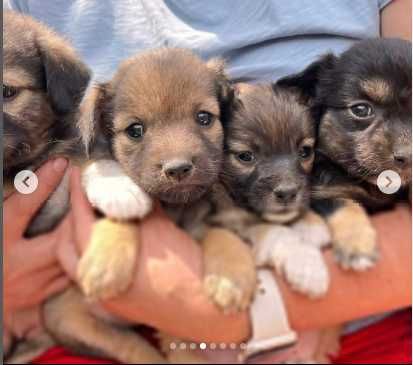 Собачка размером с Корги.