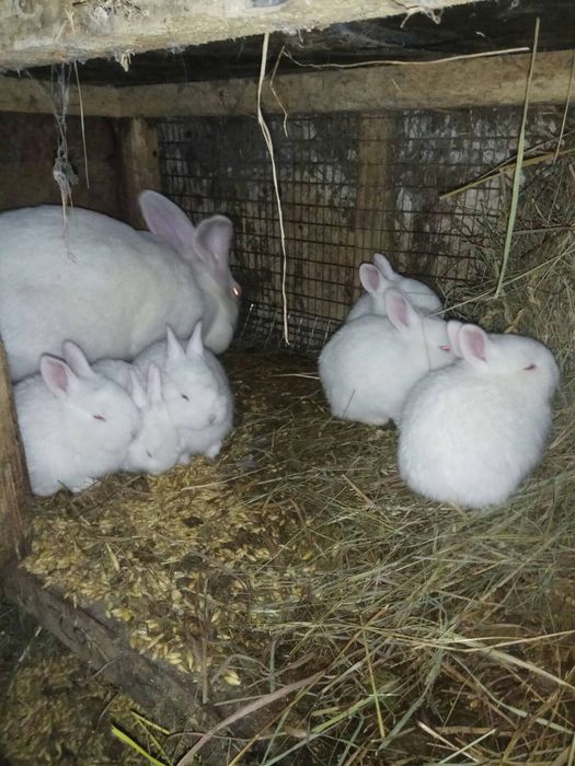 Кролі Термонці Самиці Самці