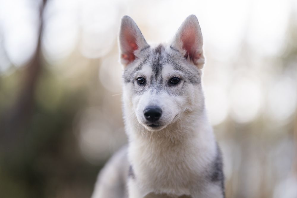Siberian husky Zkwp