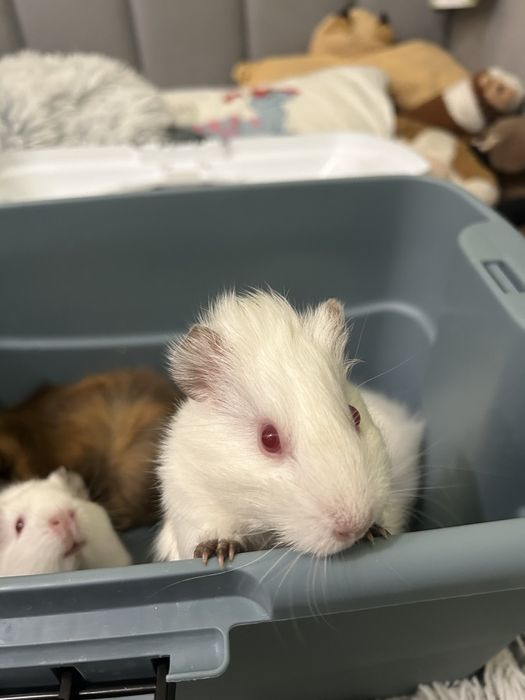 Do oddania 2 białe świnki morskie-Chmurka i Śnieżka