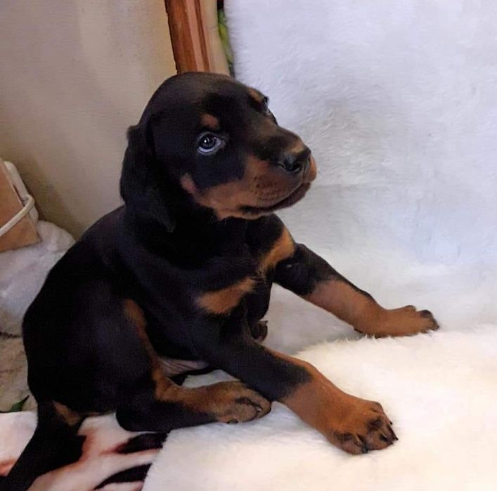 Доберпупсы, документы КСУ.Цена указана за Бронь