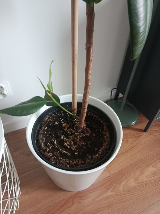 Zdrowy ,piękny Fikus 220cm