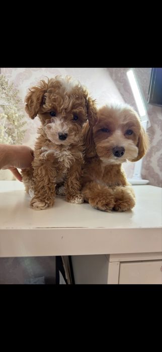 Хлопчик мальтипу