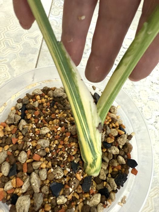 Monstera Thai Legacy , kolekcjonerska