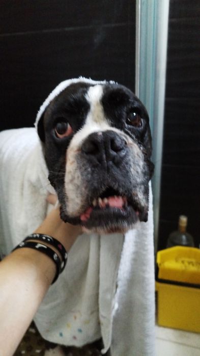 Hotel/creche incluindo exóticos e cuidados personalizados