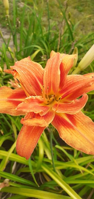 Liliowce pomaranczowe