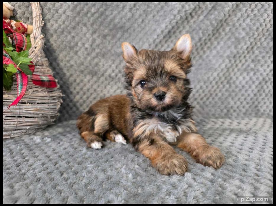 sunia , Ocean Pearl , Biewer , York