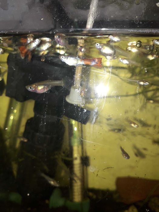Comunidade  só Guppys   total de mais 50 animais