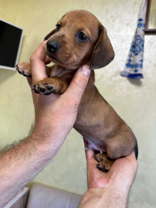 Такса стандартна