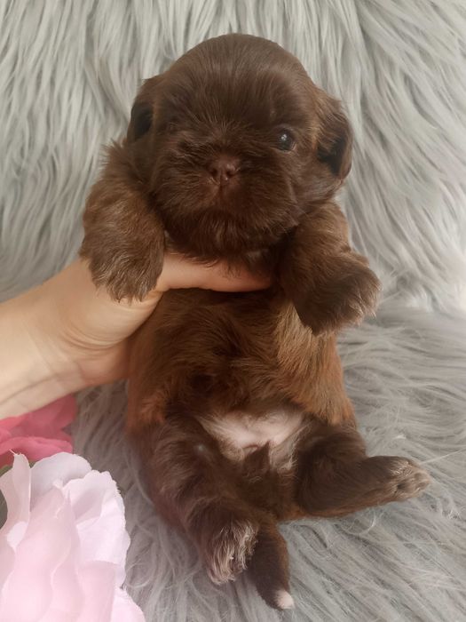 Przepiękna czekoladowa suczka rasy Shih-Tzu