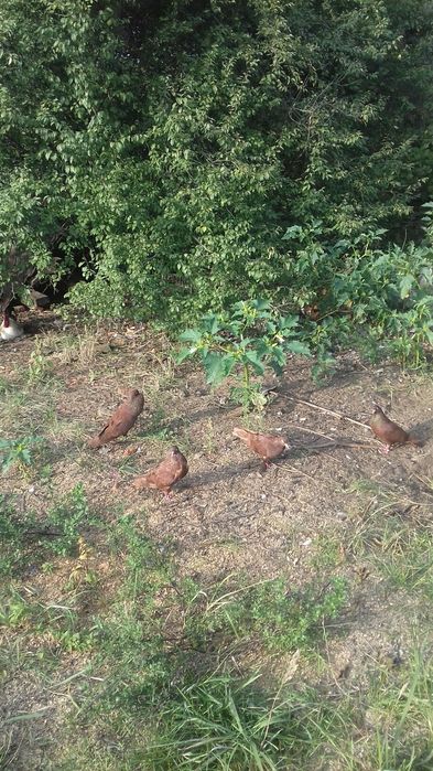 Garlacze stawaki polskie