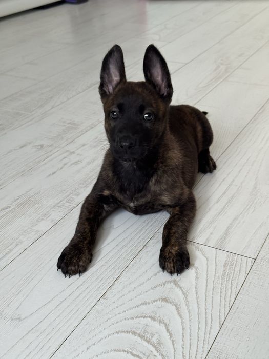 Patrol K9 Owczarek Holenderski Malinois
