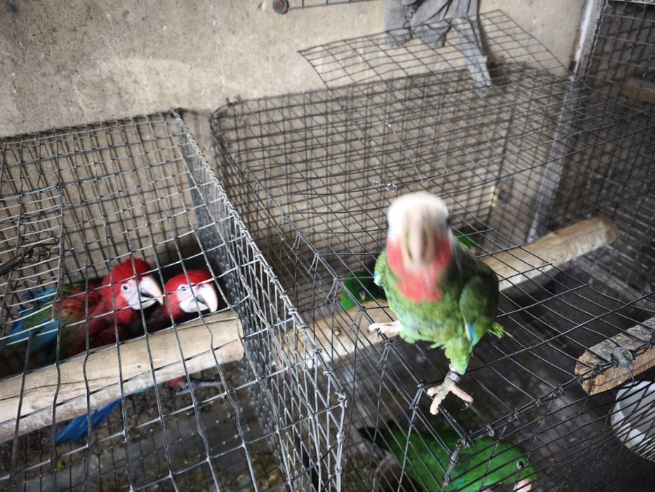 Papagaio Amazonas cubanos leucocephala para acabar de criar a mão