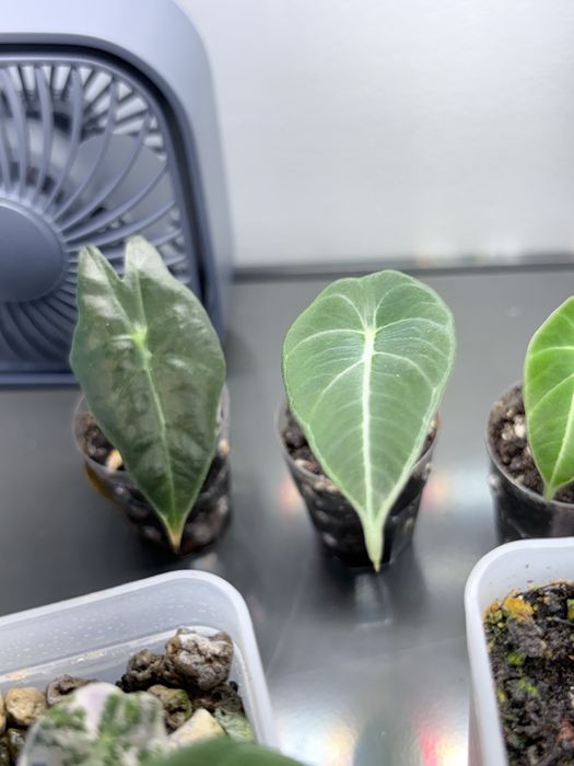 Alocasia Black Velvet baby