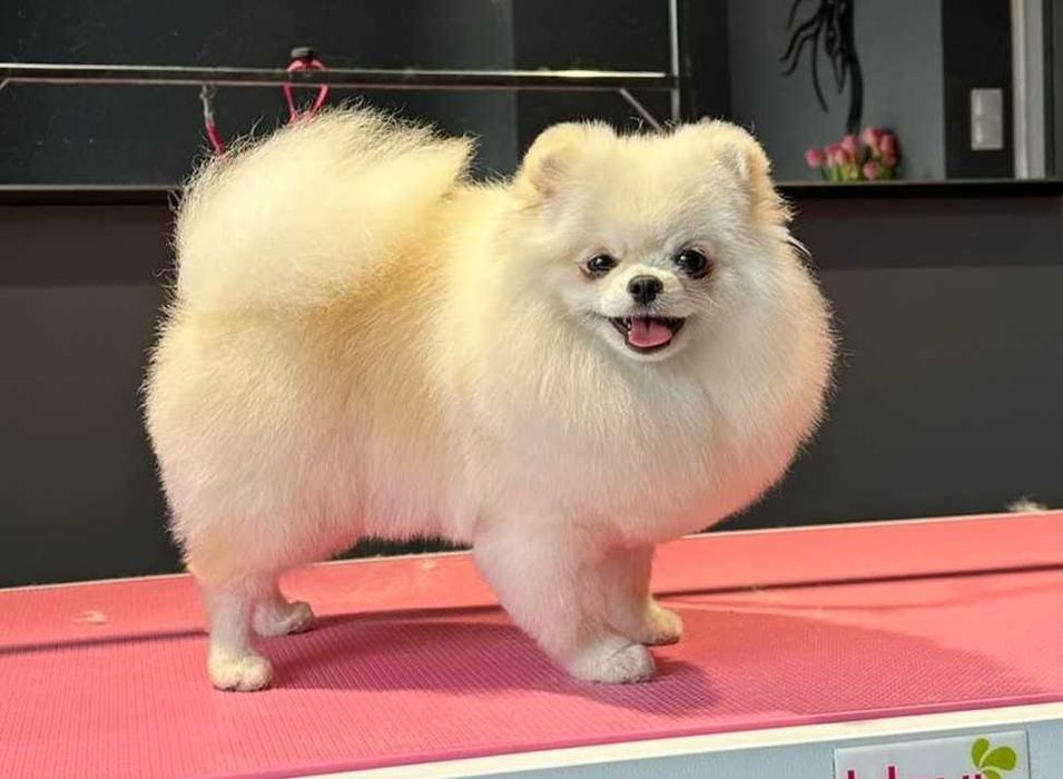suczka pomeranian dorosła ZKwP