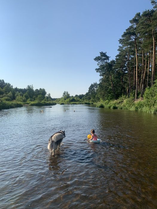 Działka budowlana 2130 m² z domkiem w lesie nad rzeką Liwiec! Stacja PKP, plaża, media. Tylko 50 min od Warszawy. Kaliska - Gmina Łochów. - Więcej