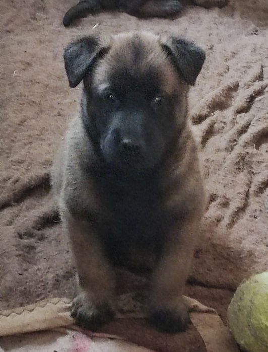 Macho Pastor Belga Malinois