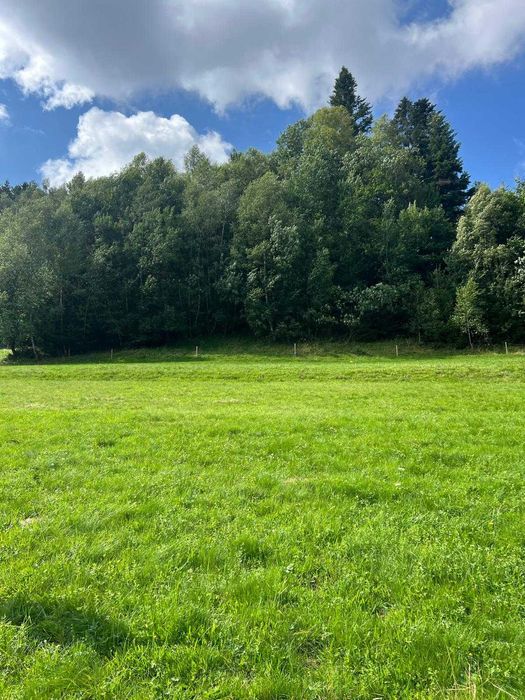 Działka 2480 m² | Piwniczna-Zdrój | Sucha Dolina | wyjątkowy widok - Widok 4