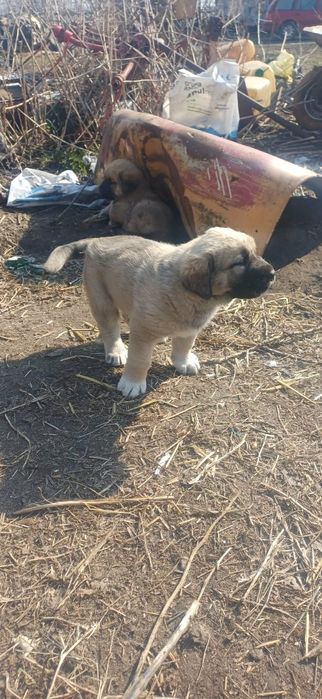 Oddam psa matka srodkowoazjatycka